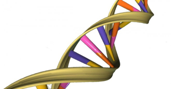 Är anläggningen DNA nära mänskligt DNA?
