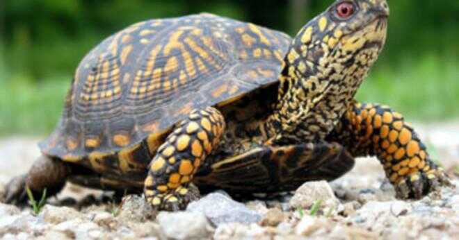 Äter sköldpaddor lily pads?