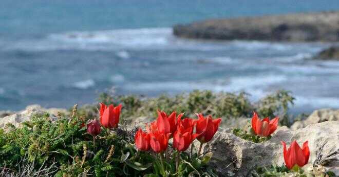 Kan du ta en blomma tulip växt och lägga den i marken utanför?