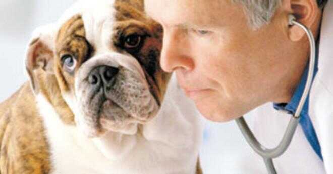 Kan du ge hundar antihistamin?