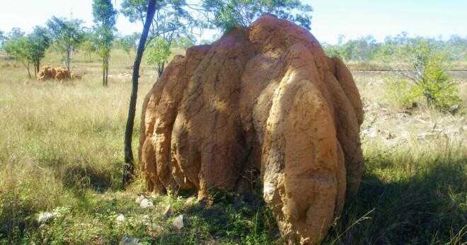 Ser termiter som myror?