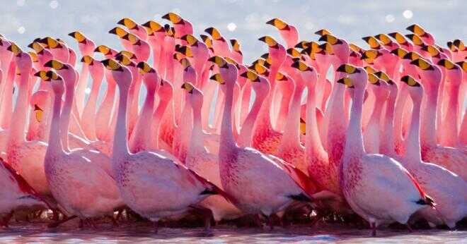 Vad är flamingos ben gjorda av?