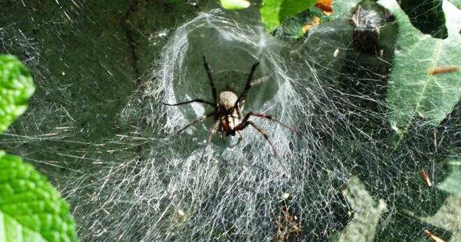 Vad äter Tunnel web spider?