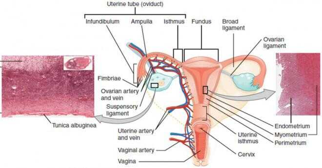Vad är steg II livmoderhalscancer?