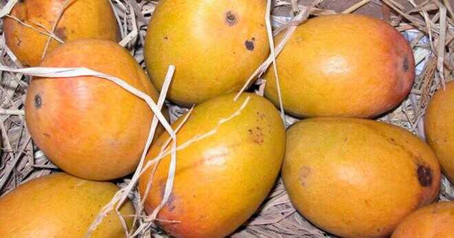Vad är smaken av en mango?