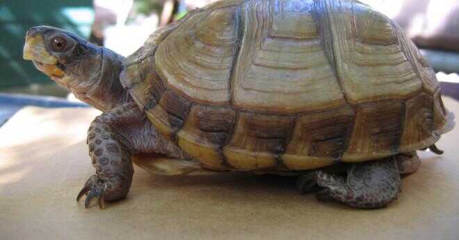 Vilken anpassning har en box sköldpaddsskal?