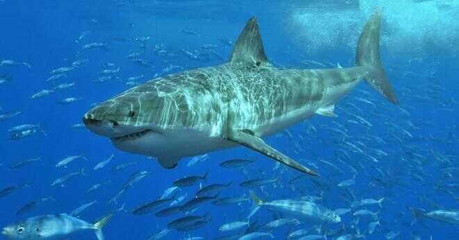 Varför dödar Great White hajar människor?