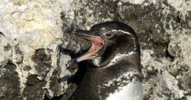 Vad lever pingviner med?