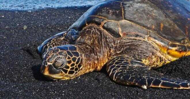 Där sover gröna havssköldpaddor?