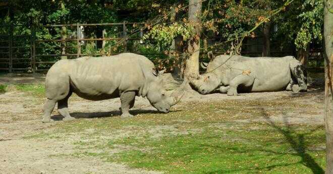 Hur stor är en vit noshörning?