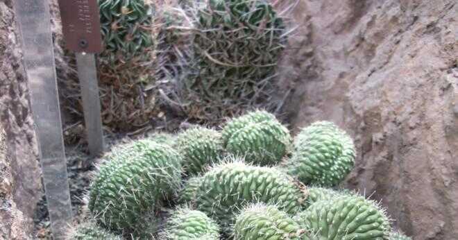 Hur crimson igelkott kaktus anpassa sig till öknen?