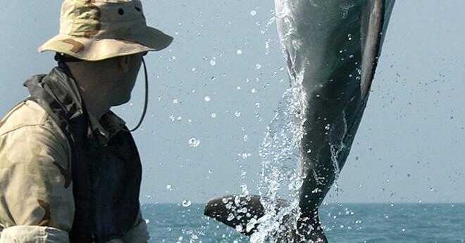 Vad djuret äter flasknosdelfiner?