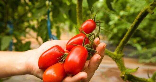 Hur du odlar tomater i inomhus trädgård?