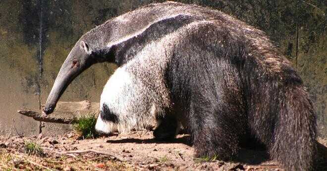 Vad är ett annat namn för anteater?