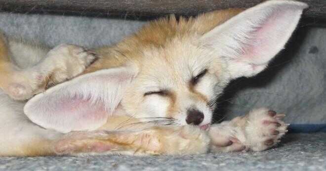 Hur många avkommor kan en fennec fox har samtidigt?