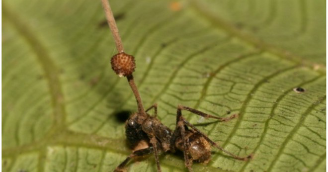 Hur stor är myrorna hjärnan?