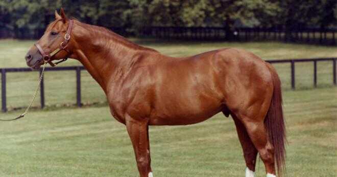 Vad är namnet på den snabbaste hästen någonsin?