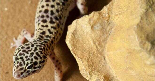 Vad är en fläck på en leopard gecko mage?