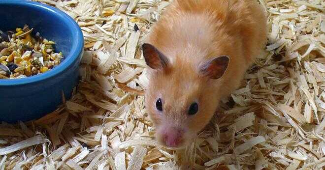 Vad bör du akta dig för när du köper en nallebjörn hamster från en djuraffär?