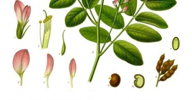 Vad var uppfann första lakrits eller godis?