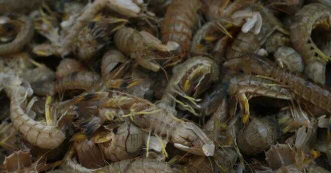 Hur länge ber mantis live?