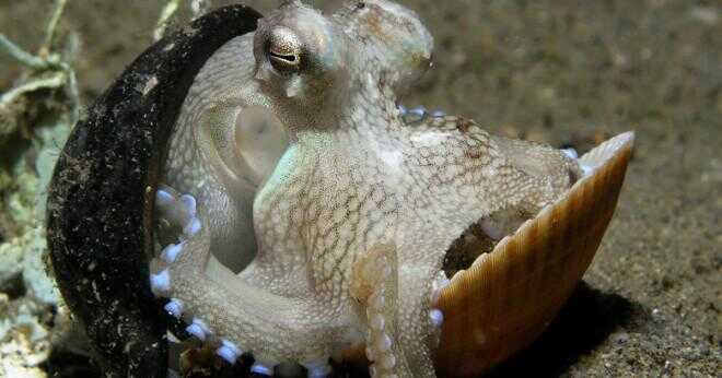 Gör octopus äter fisk?