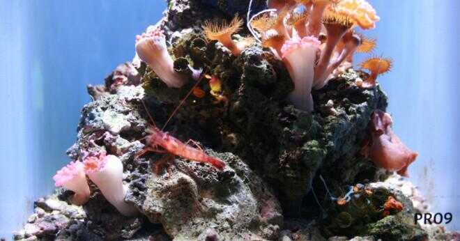 Vilka problem är korallrev inför?
