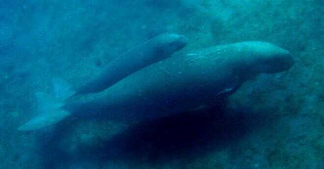 Hur göra dugonger andas under vattnet?