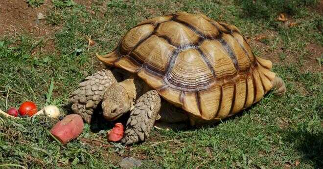 Hur skiljer sig sköldpaddorna från sköldpaddan?