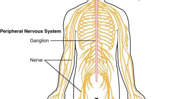 Vad är nervsystemet?
