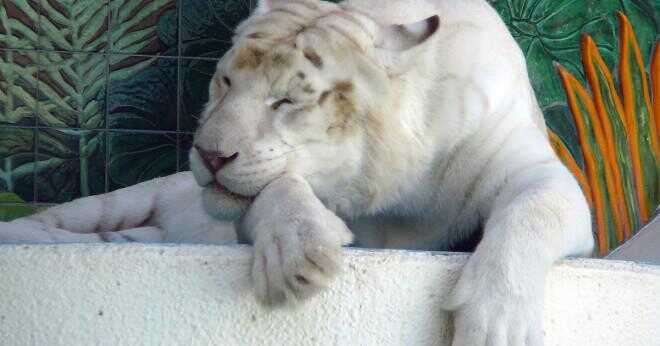 Hur ser vita tigrar ut?