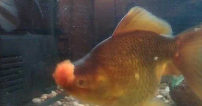Min guldfisk kommer att dö om jag satte ett ljus på deras tank?