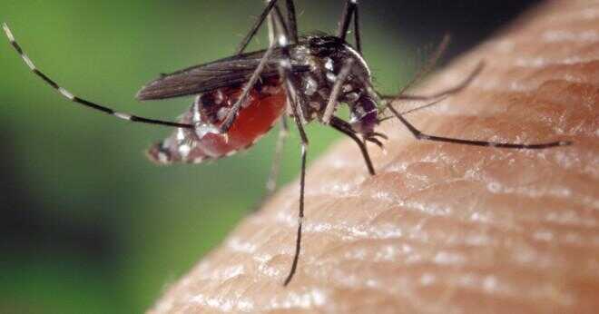 Hur överlever myggor det kalla vädret?