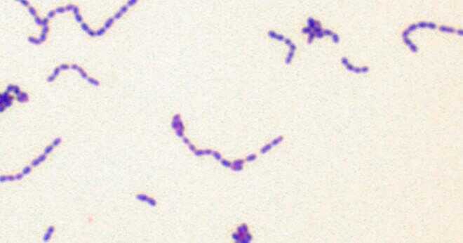 Är e coli rosa eller lila på Gramfärgning?