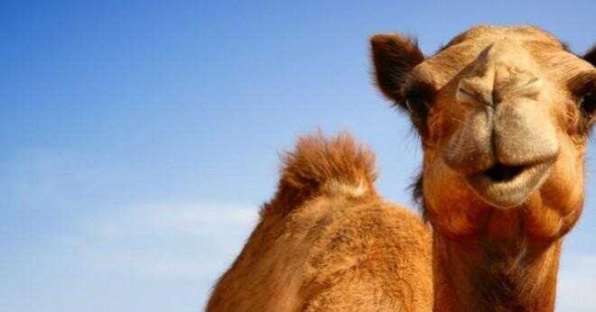 Har kamelerna breda och platta fötter?