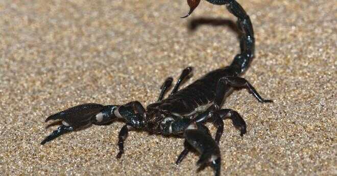 Finns det scorpions i Malawi?