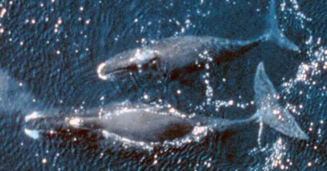 Är narval whale tandade eller valfiskben whale?