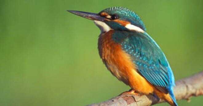 Vilken sorts mat äter kingfisher fåglar?