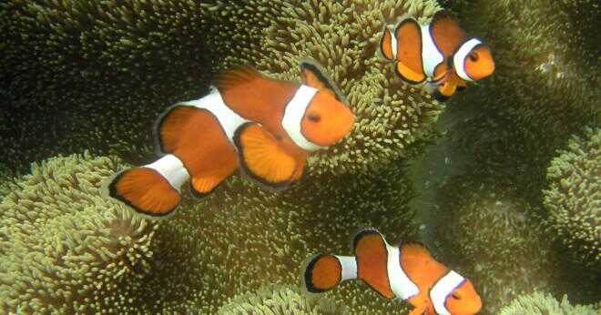 Varför är en clown fisk kan leva i en havsanemon?