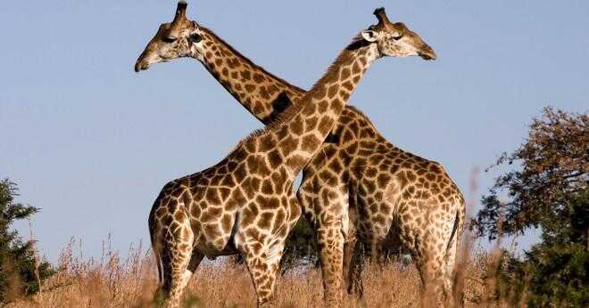 Hur många vita giraffer finns det?