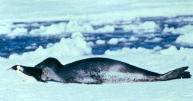 Vad är livslängden av en makaron pingvin?
