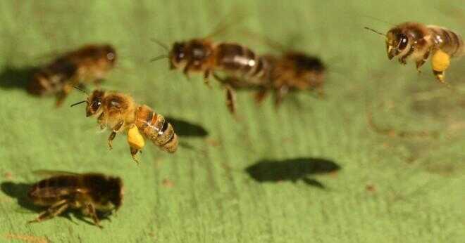 Är en honey bee ett ryggradsdjur eller en ryggradslösa djur?