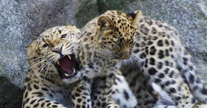 Varför hotas amur leoparder?