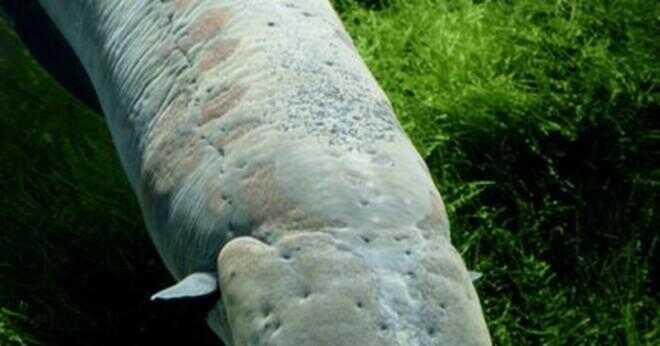 Hur stor kan en varg ål växa?