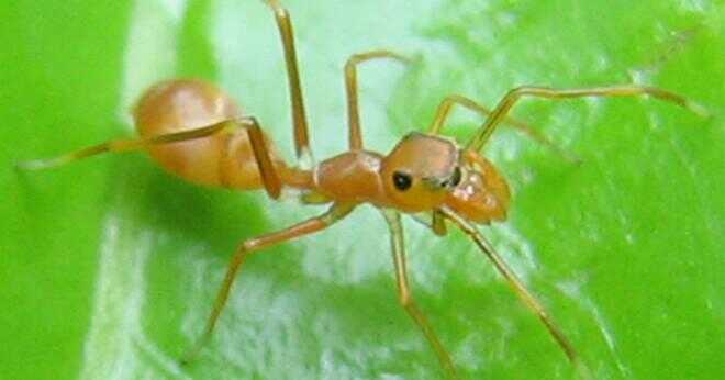 Vad är det bästa sättet att bli av med myror?