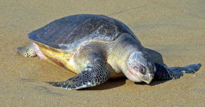 Hur långt en oäkta havssköldpadda resa?