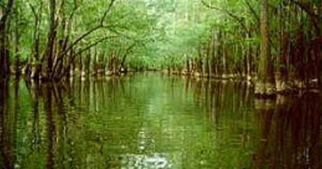 Hur många besökare besöka Everglades National Park?