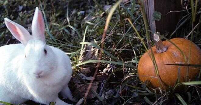 Vad heter den vita kaninen i Alice i Underlandet?