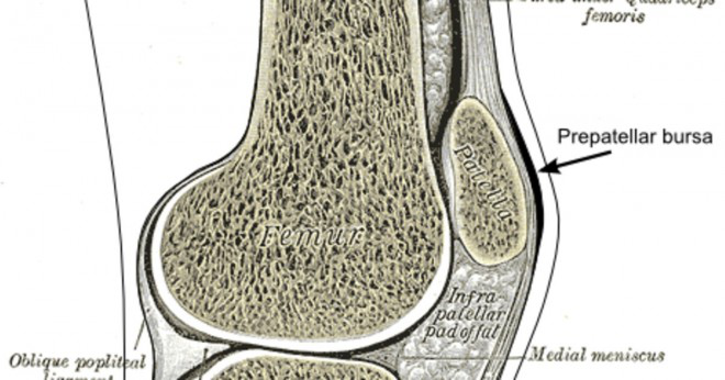 Varför är det viktigt för en bursa skall placeras mellan rörliga ben?
