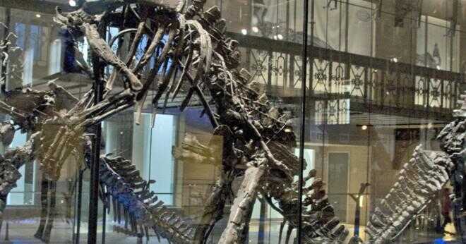 Hur skulle du rekonstruera en dinosaurie skelett?